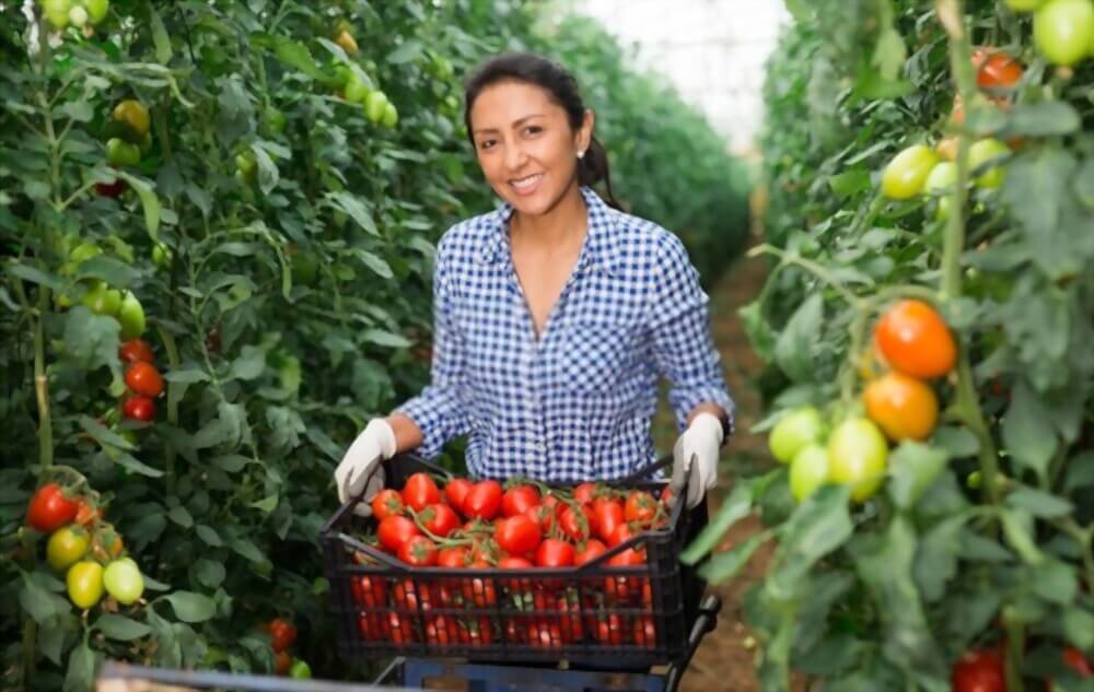 Joven agricultora cosechando tomates frescos en un invernadero de españa
